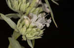 Whorled mountainmint